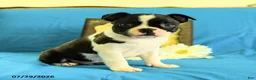 Boston Terrier dogs for sale: Ziggy - Ad 3