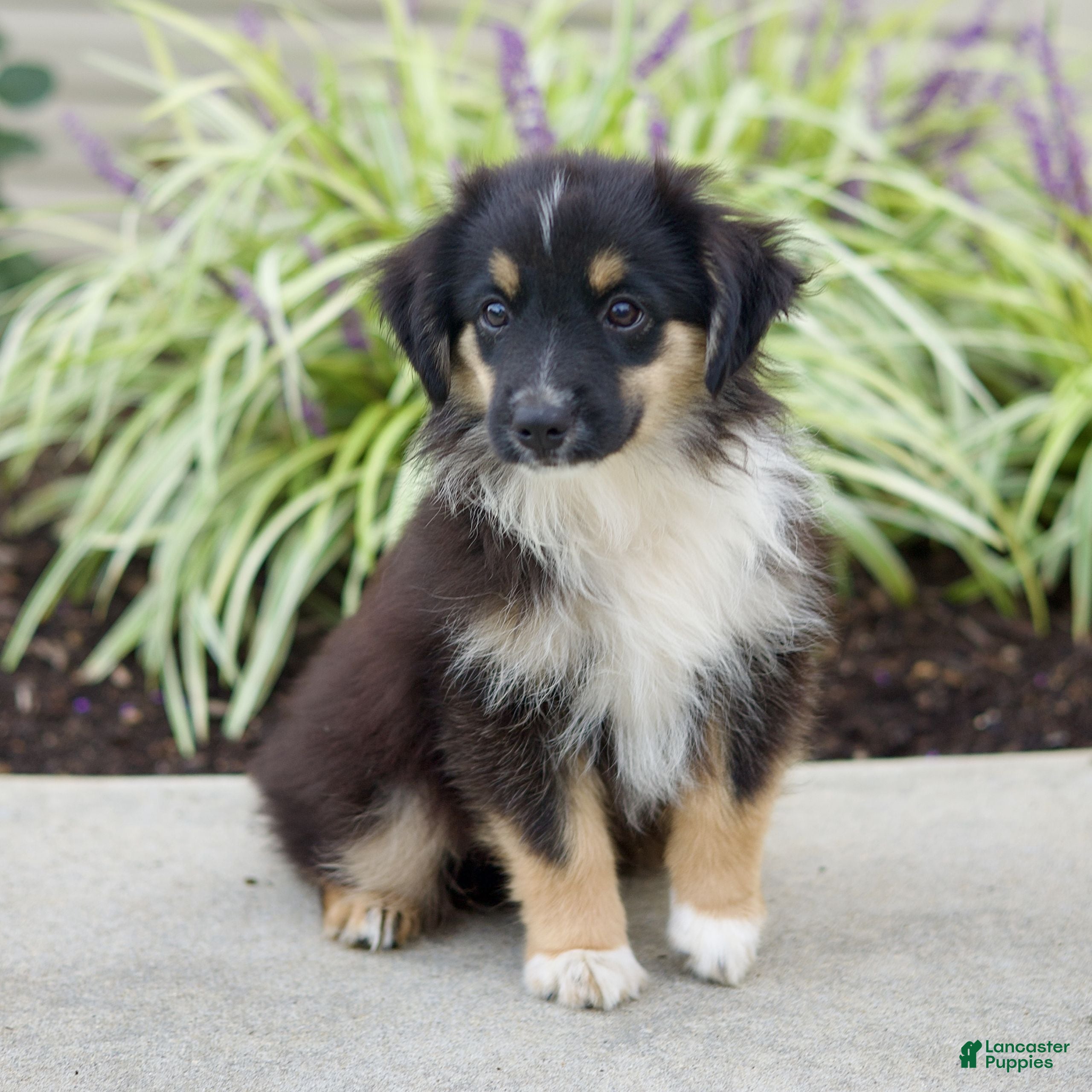 Miniature Australian Shepherd dogs Tanner  - Ad 1