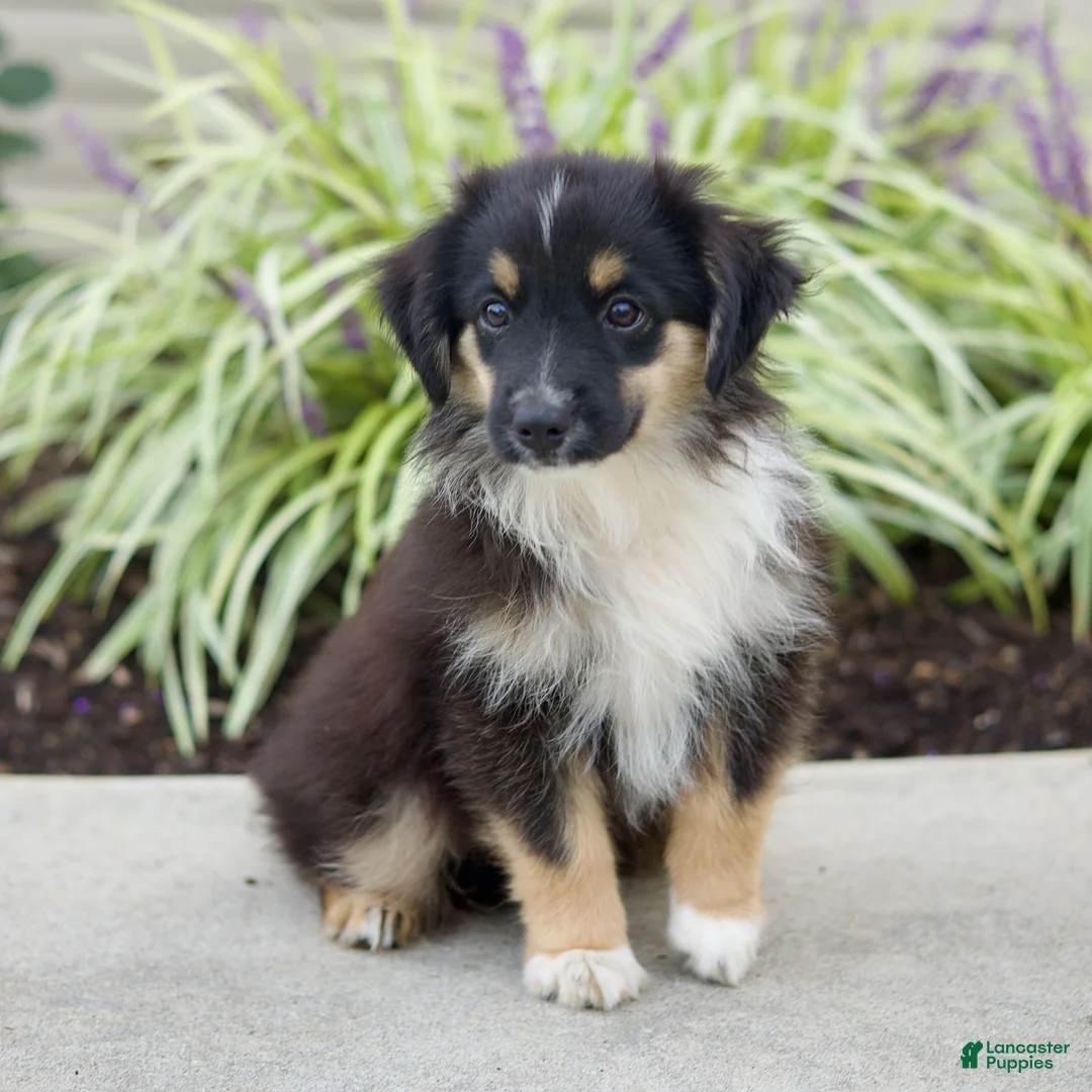 Miniature Australian Shepherd dogs for sale: Tanner  - Ad 1