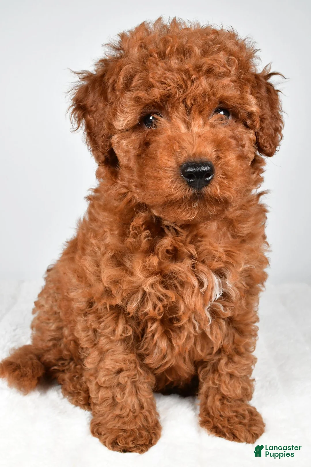 Miniature Poodle dogs for sale: Sammy - Ad 1