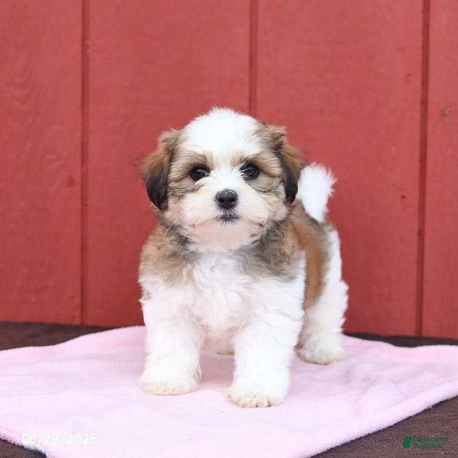 Malshi dogs Sunshine - Ad 1