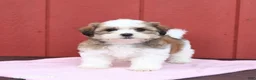 Malshi dogs for sale: Sunshine - Ad 1
