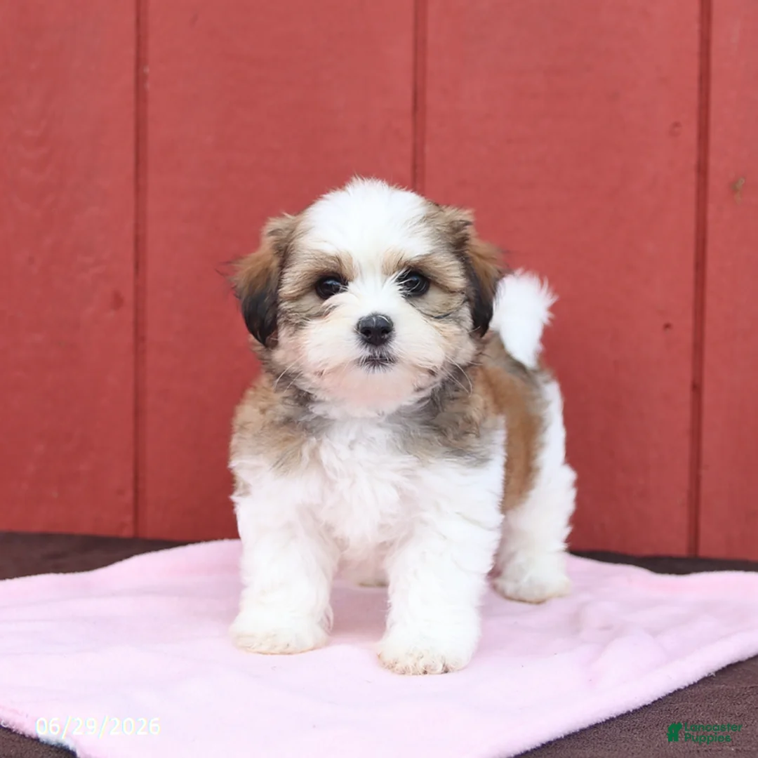 Malshi dogs for sale: Sunshine - Ad 1