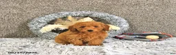 Toy Poodle dogs for sale: Jasper - Ad 5