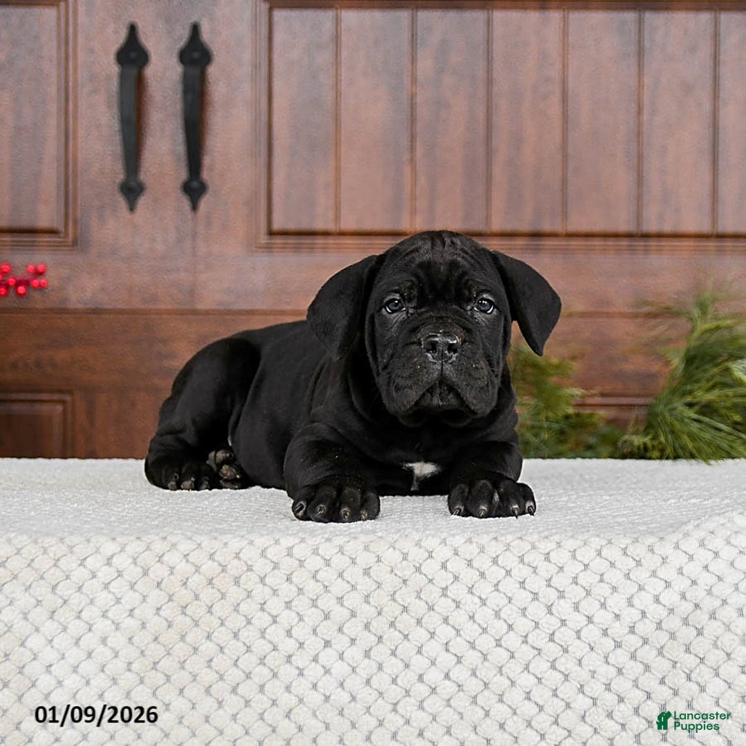 Cane Corso dogs for sale: Toby - Ad 5