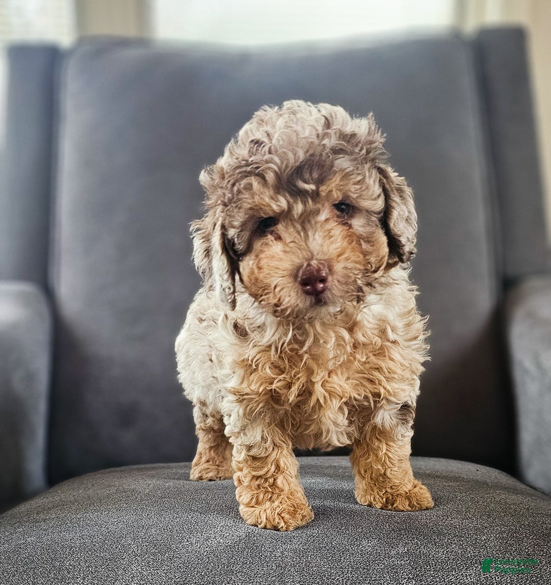 Miniature Poodle dogs for sale: Wilma - Ad 3