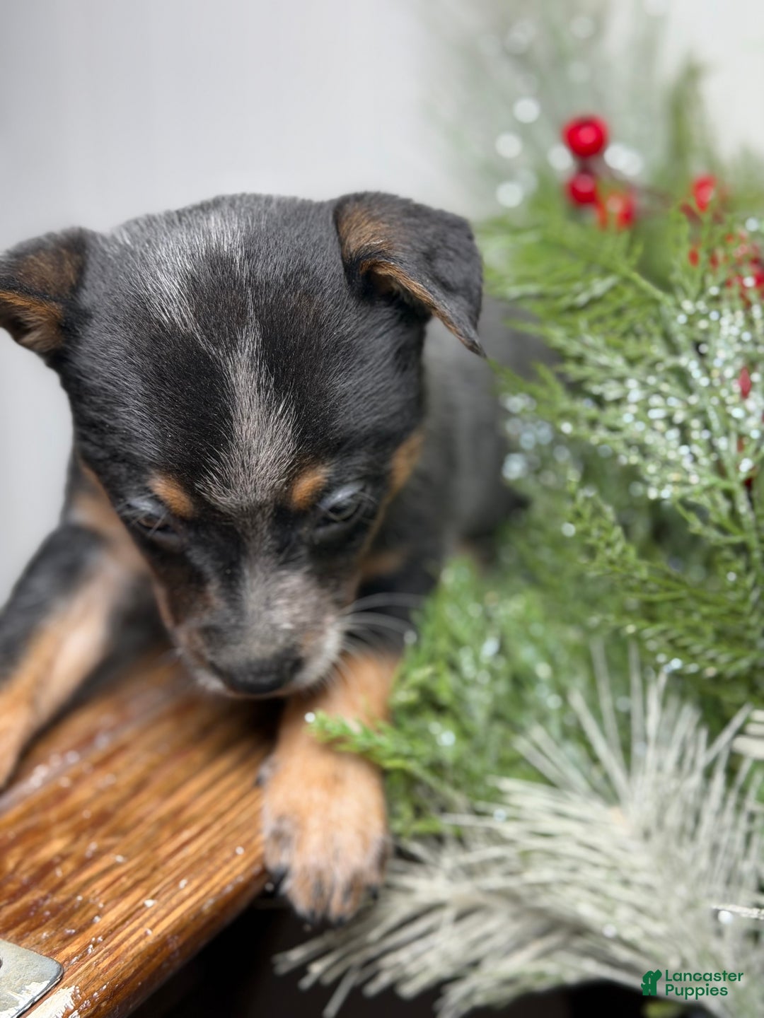 Australian Cattle Dog dogs for sale: Australian Cattle Dog Puppy 2 - Ad 7