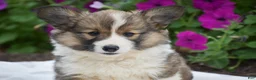 Welsh Corgi Pembroke dogs for sale: Rachel - Ad 3
