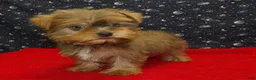 Yorkshire Terrier dogs for sale: Aidan - Ad 1