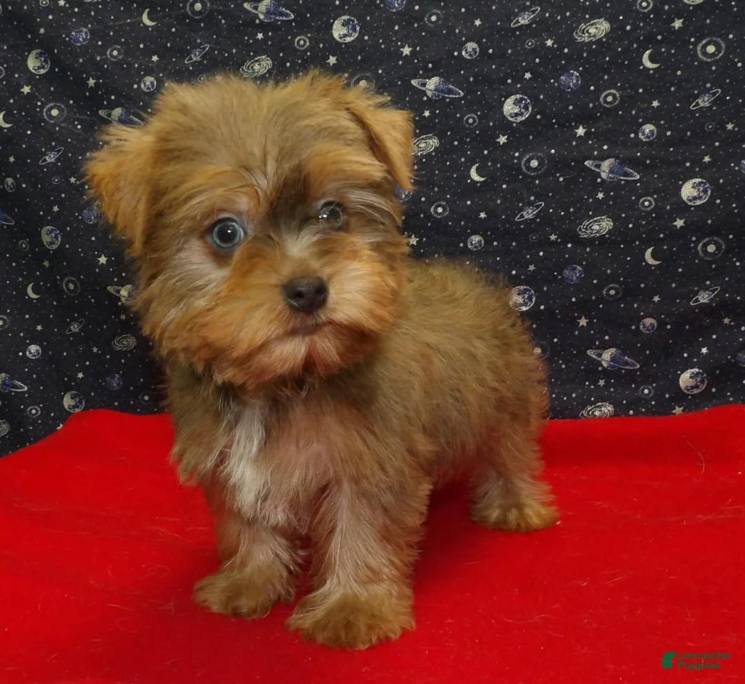 Yorkshire Terrier dogs for sale: Aidan - Ad 1