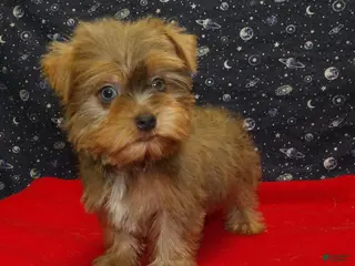 Yorkshire Terrier dogs Aidan - Ad 29