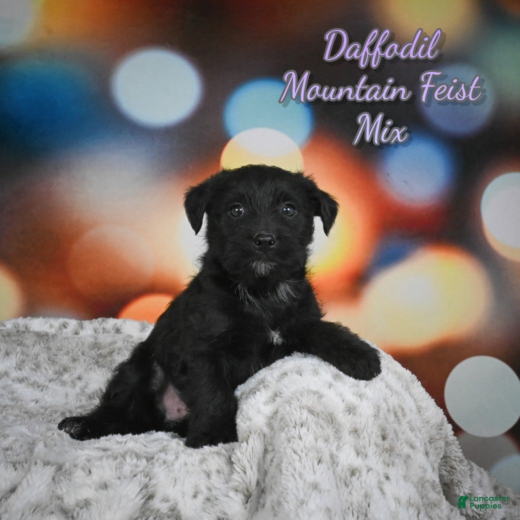 Mixed Breed dogs Daffodil - Ad 4