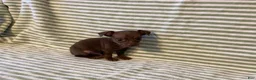 Chihuahua dogs for sale: Rio - Ad 5