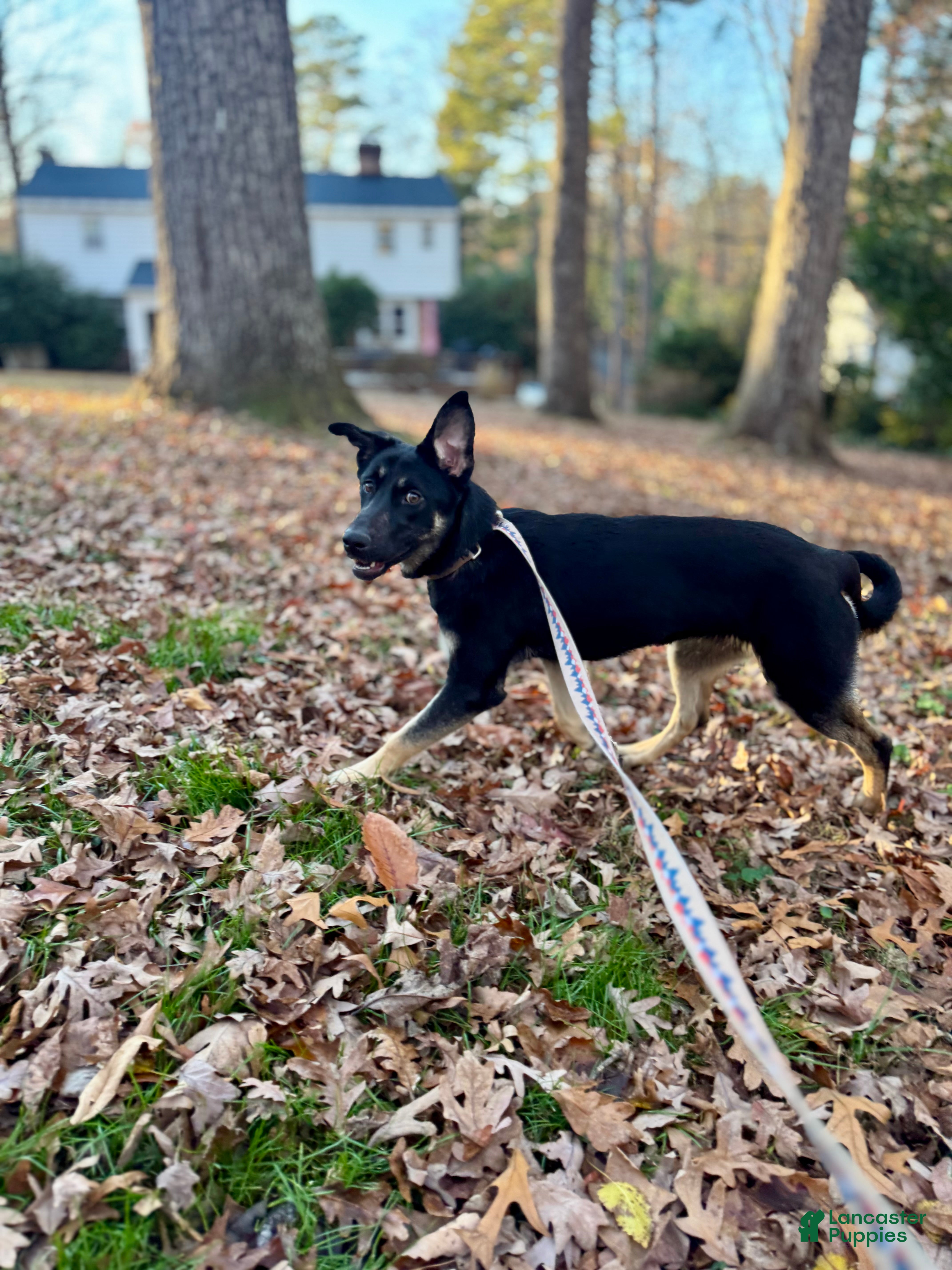 Mixed Breed dogs Puppy 1 - Ad 5