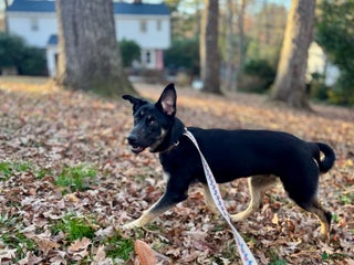 Mixed Breed dogs Puppy 1 - Ad 5