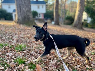 Mixed Breed dogs Puppy 1 - Ad 4