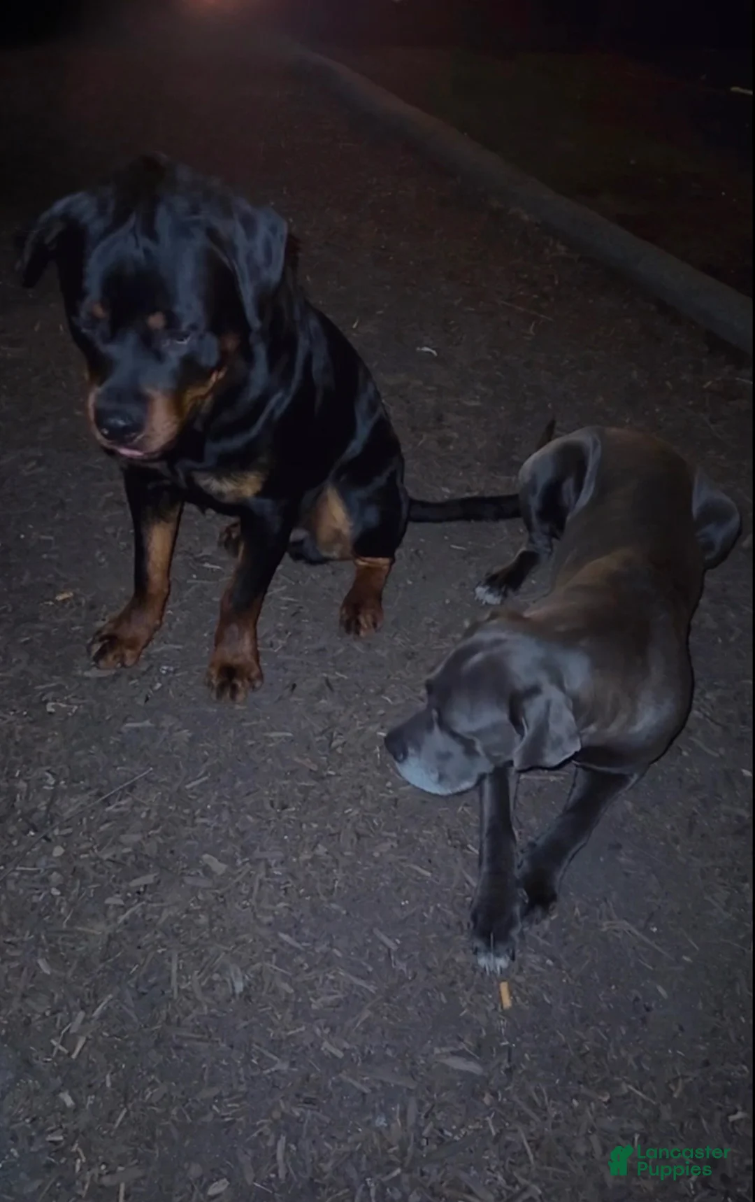 Mixed Breed dogs for sale: Nyla (lion king) - Ad 2