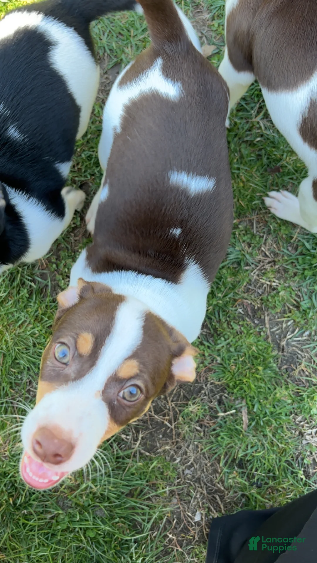 Rat Terrier dogs for sale: Rat Terrier Puppy 1 - Ad 2