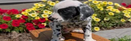 Dalmatian dogs for sale: Willow  - Ad 8