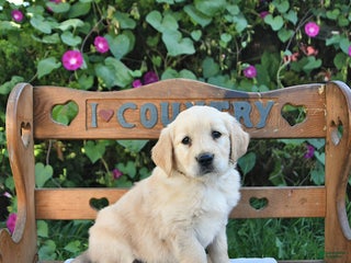 Golden Retriever dogs - Ad 25