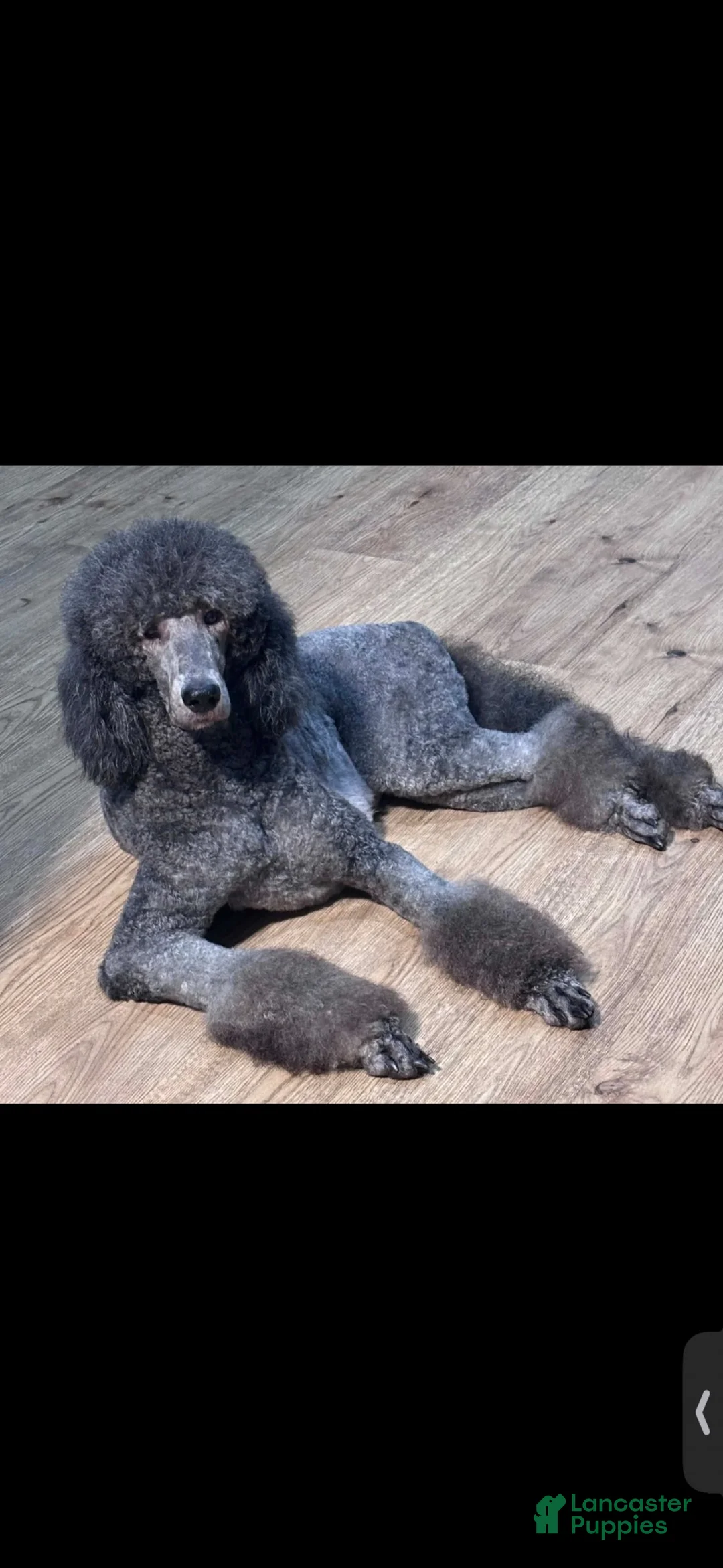 Aussiedoodle dogs for sale: June  - Ad 5