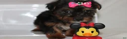 Yorkshire Terrier dogs for sale:  Sassy  - Ad 1