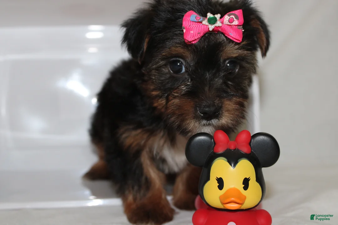 Yorkshire Terrier dogs for sale:  Sassy  - Ad 1
