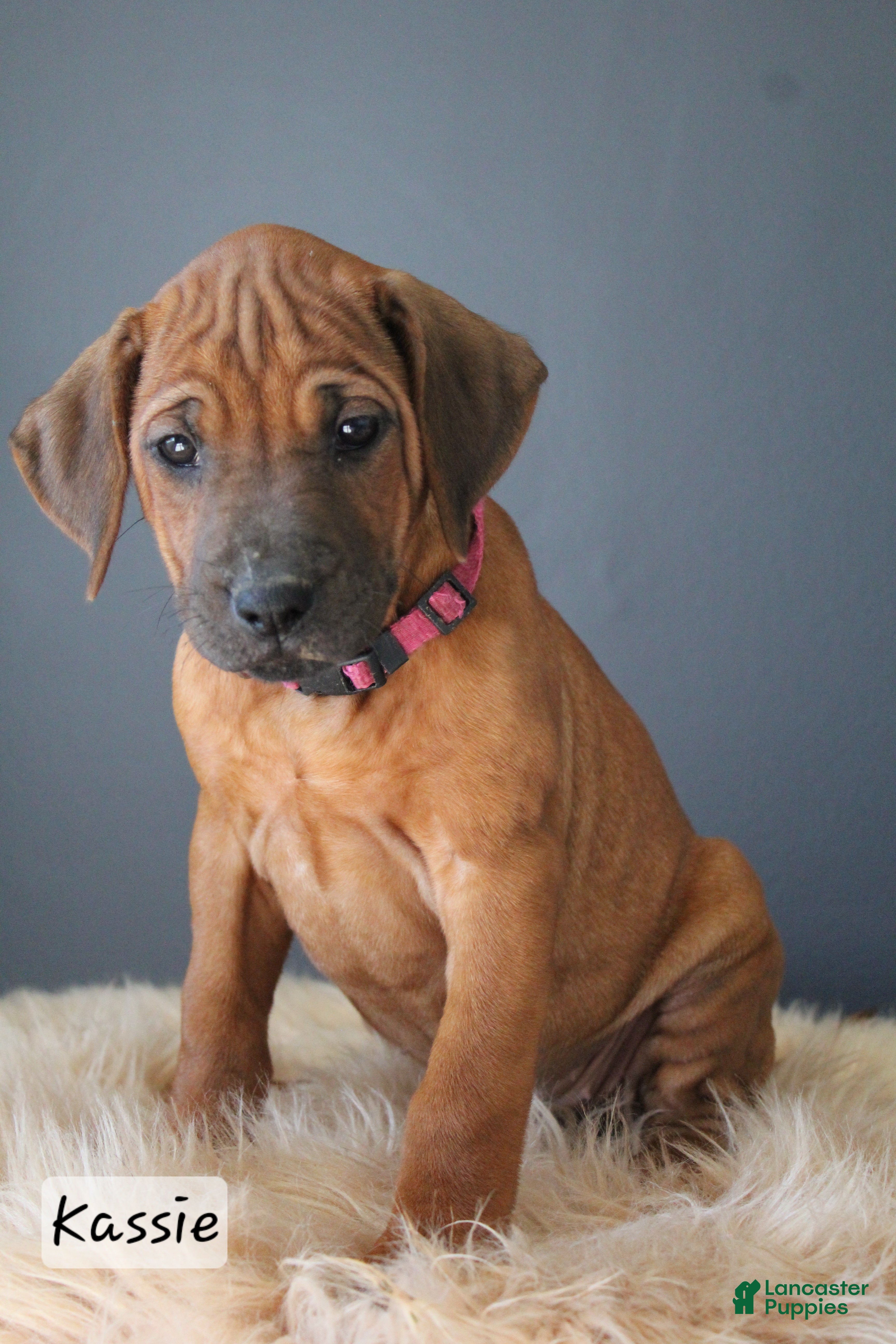 Rhodesian Ridgeback dogs Kassie - Ad 1