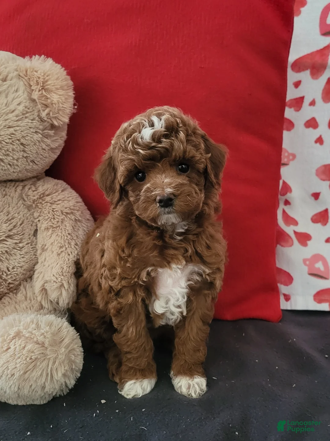 Goldendoodle dogs for sale: Emma - Ad 2