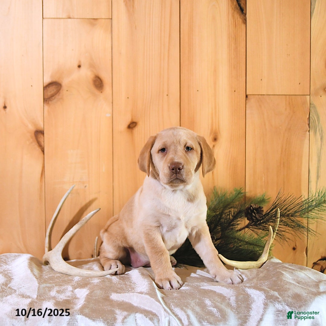 Labrador Retriever dogs for sale: Princess - Ad 5