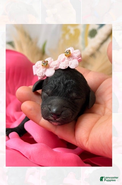 Standard Poodle dogs Beauty  - Ad 31