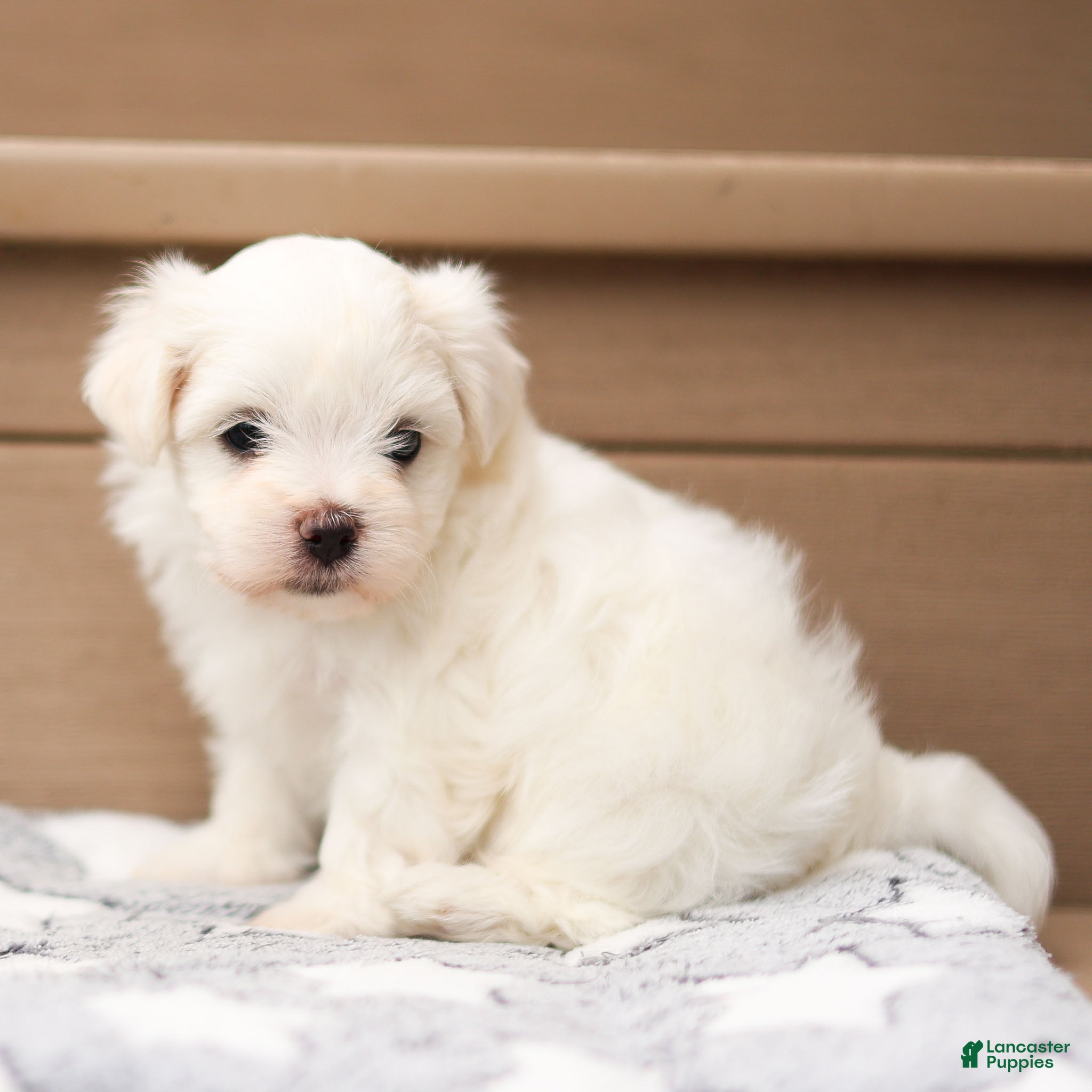 Maltese dogs Lincoln Maltese Puppy - Ad 2
