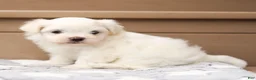 Maltese dogs for sale: Lincoln Maltese Puppy - Ad 7