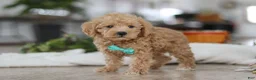 Schnoodle dogs for sale: Ollie - Ad 4