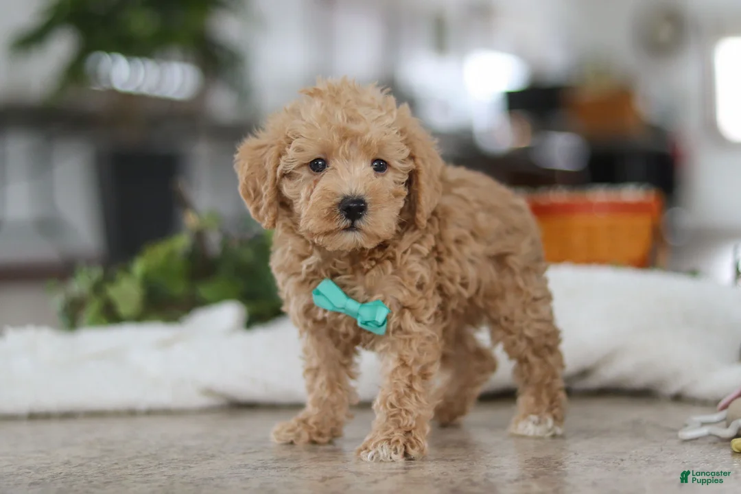 Schnoodle dogs for sale: Ollie - Ad 4