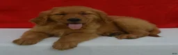 Golden Retriever dogs for sale: Logan - Ad 2