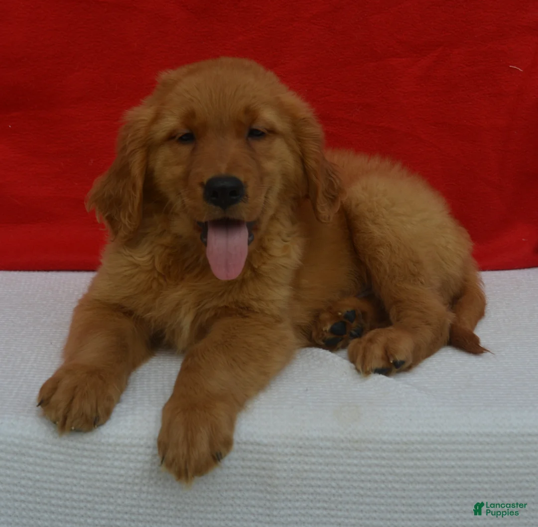 Golden Retriever dogs for sale: Logan - Ad 2
