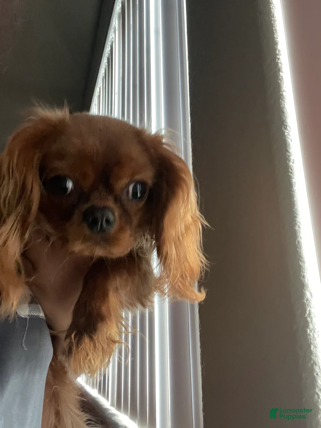 Cavalier King Charles Spaniel dogs for sale: Cavalier King Charles Spaniel Puppy 1 - Ad 2