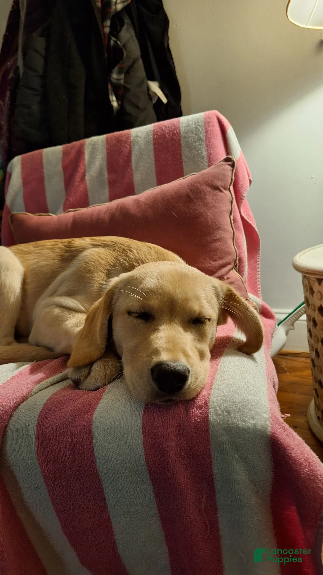 Goldador dogs for sale: Goldador Puppy 2 - Ad 3