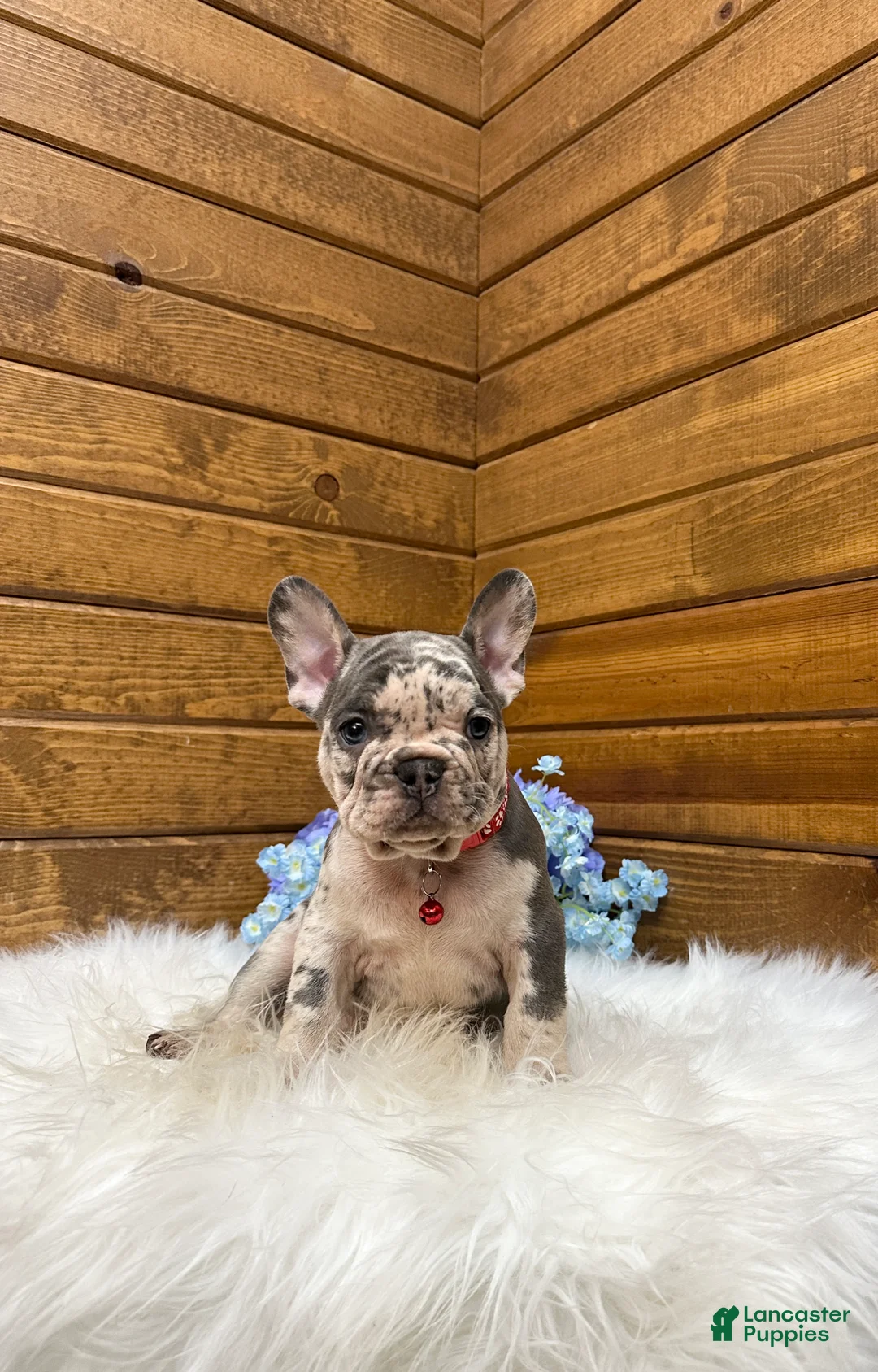 French Bulldog dogs for sale: Smokey  - Ad 2