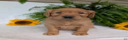 Golden Retriever dogs for sale: Dug  - Ad 4
