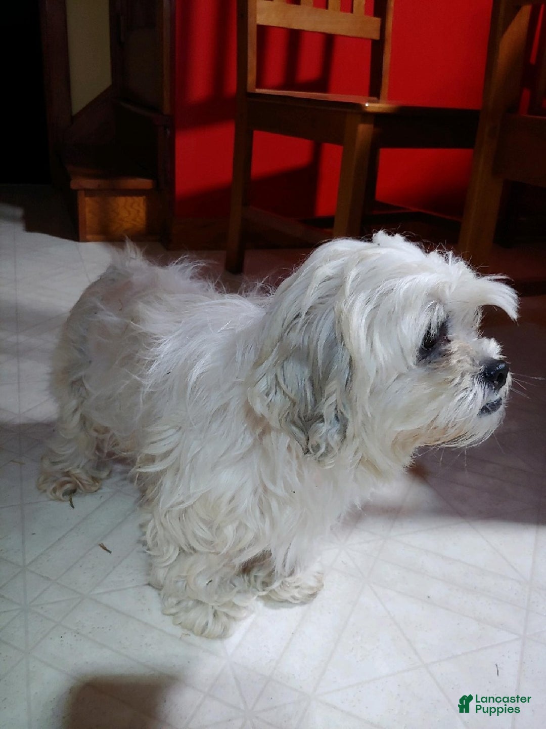 Mixed Breed dogs for sale: Mia  - Ad 10