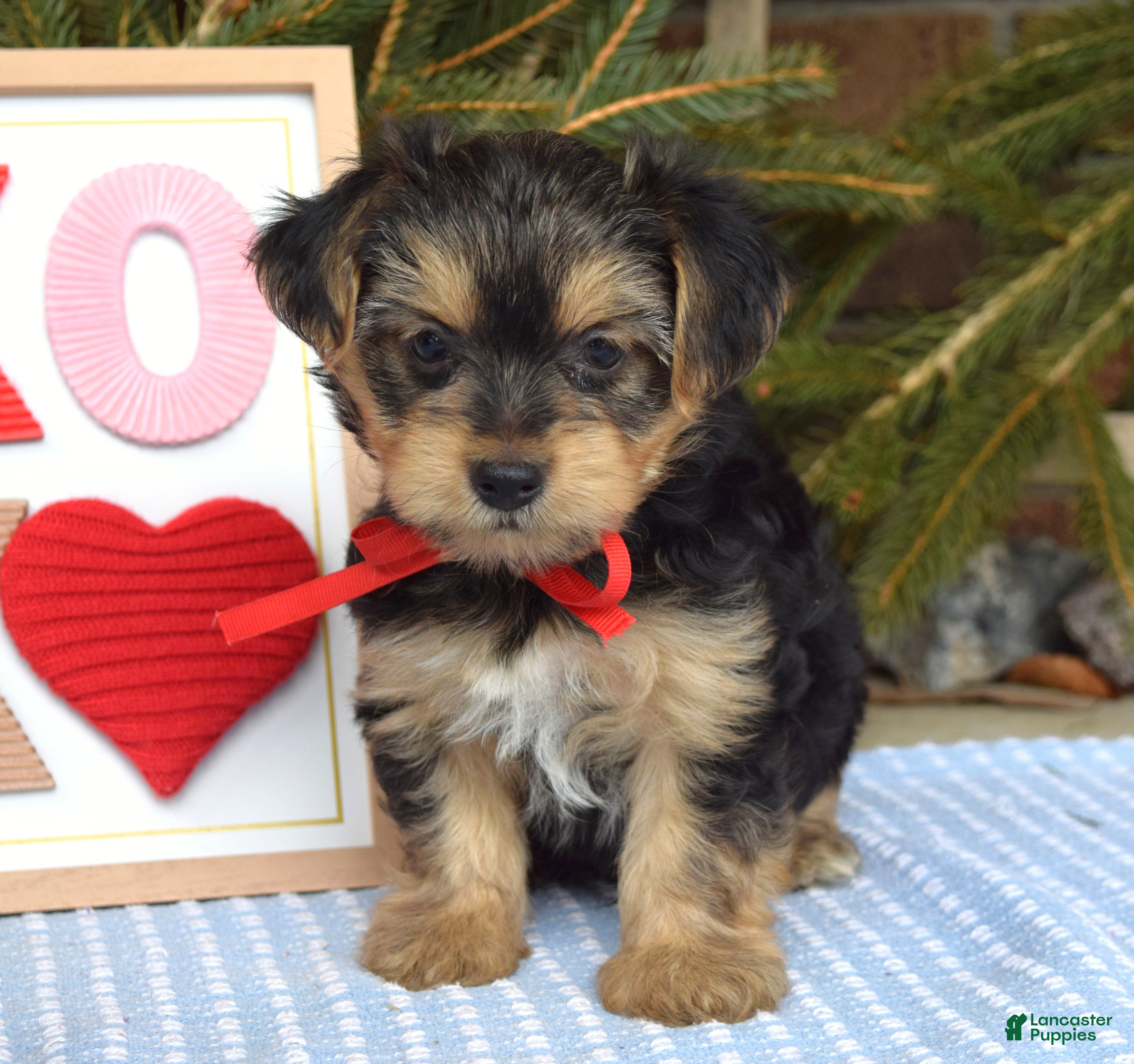Yorkshire Terrier dogs Payton - Ad 2