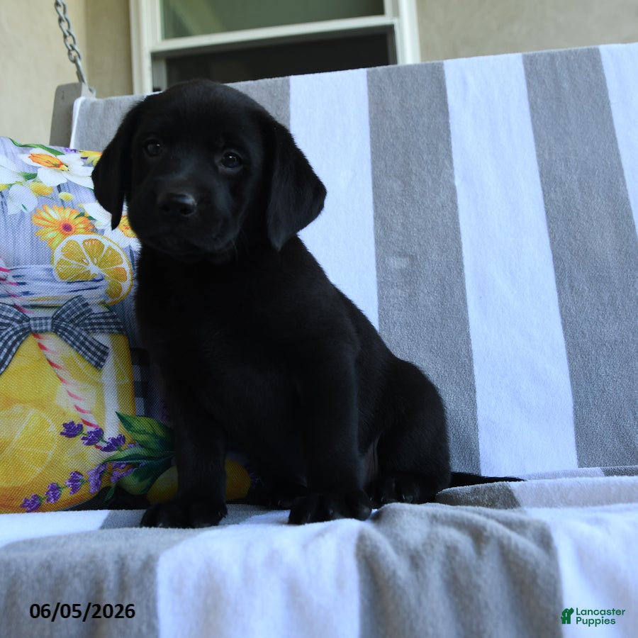 Labrador Retriever dogs for sale: Charlotte - Ad 3