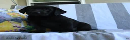 Labrador Retriever dogs for sale: Charlotte - Ad 1