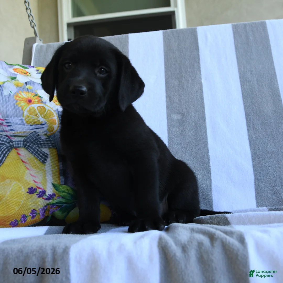 Labrador Retriever dogs for sale: Charlotte - Ad 1