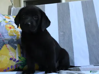 Labrador Retriever dogs for sale: Charlotte - Ad 3