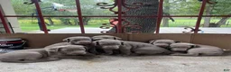 Weimaraner dogs for sale: Bella - Ad 4