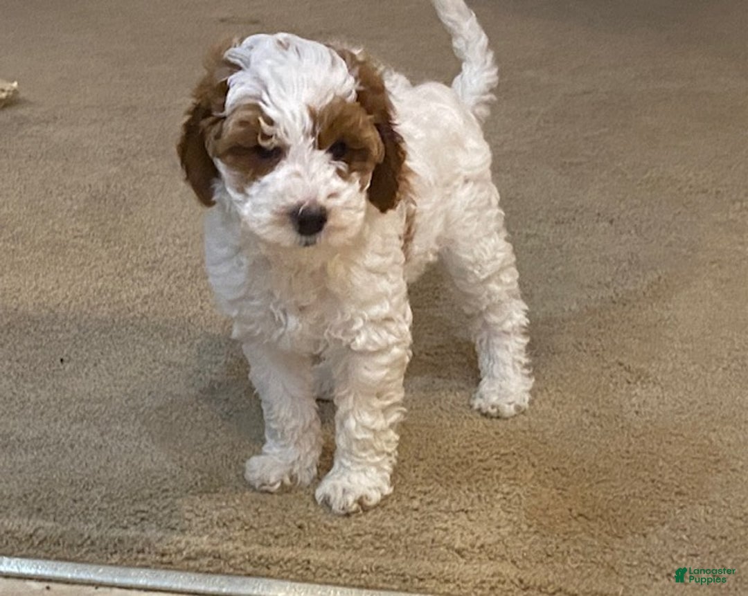 Cavapoo dogs for sale: Cavapoo Puppy 1 - Ad 3