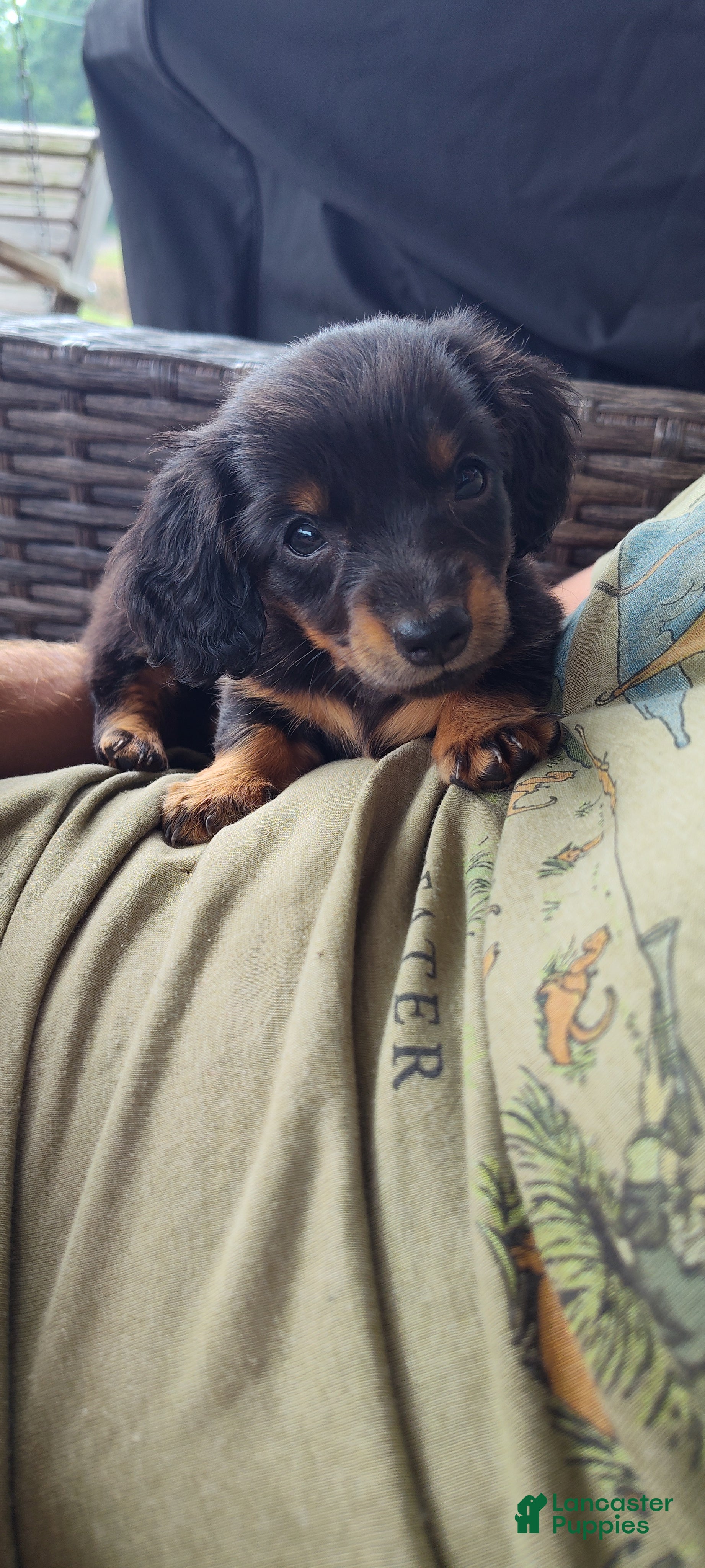 Miniature Dachshund dogs Fern - Ad 17